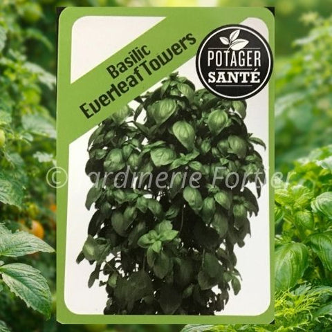 Basilic Everleaf Towers / Potager Santé