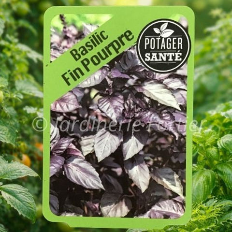 Basilic Fin Pourpre / Potager Santé