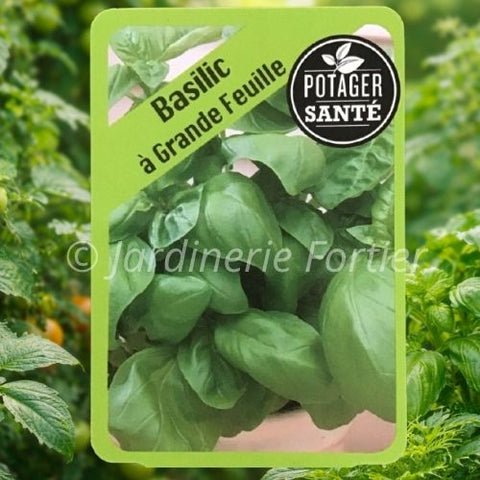 Basilic Grande Feuille / Potager Santé