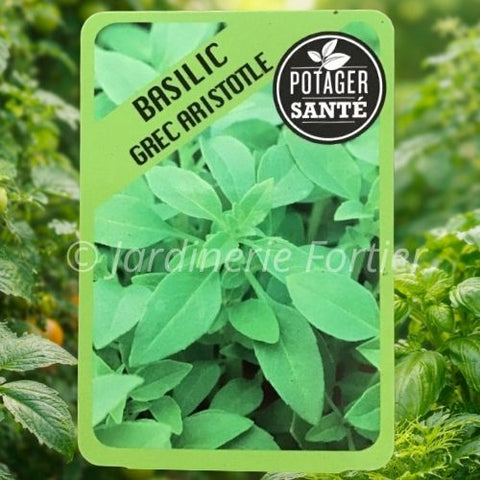 Basilic Aristotle (Grec) / Potager Santé