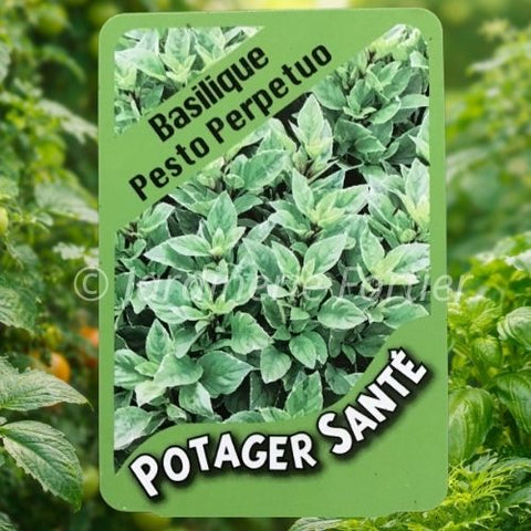 Basilic Pesto Perpetuo / Potager Santé