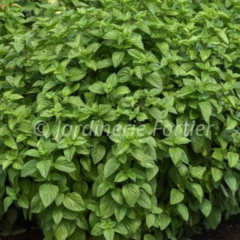 Basilic Everleaf towers citron