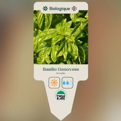 Plant de "Basilic Genovese" – Écoumène