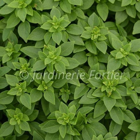 Basilic mini Bonsaï