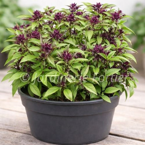 Basilic Thailandais / Potager Santé