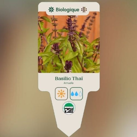 Plant de "Basilic Thaï" – Écoumène