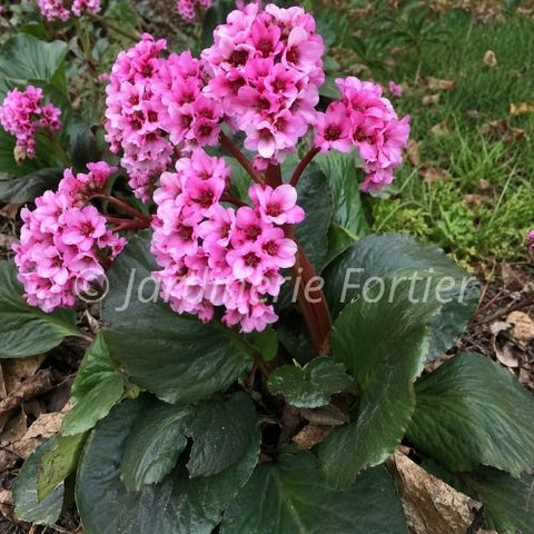 Bergenia "Dragonfly Sakura"