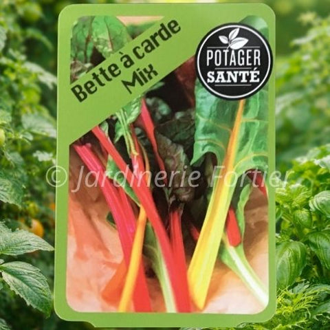 Bette à carde mix / Potager Santé