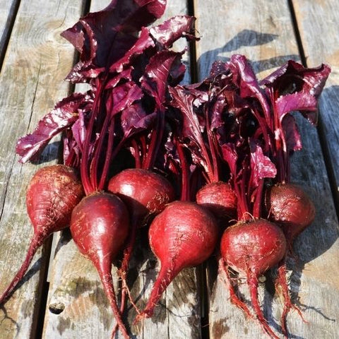 Semence "Betterave Bull's Blood" - Bio - Écoumène