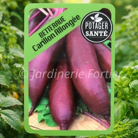 Betterave longue Carillon / Potager Santé