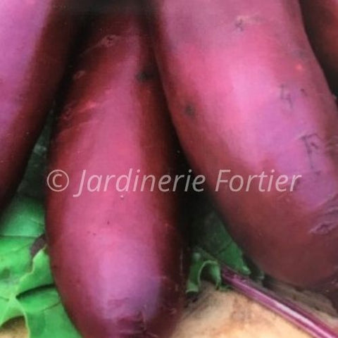 Betterave longue Carillon / Potager Santé