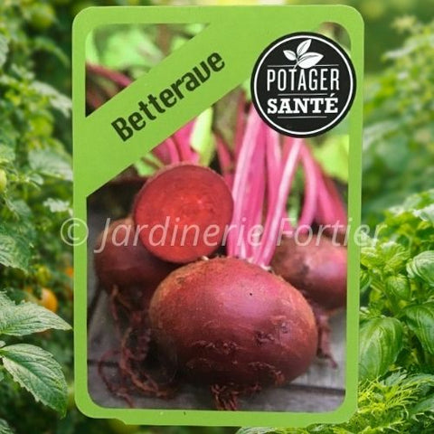 Betterave ronde / Potager Santé