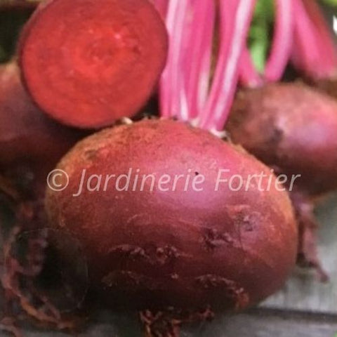 Betterave ronde / Potager Santé
