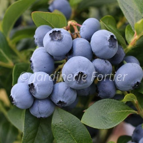 Bleuet "Northcountry"