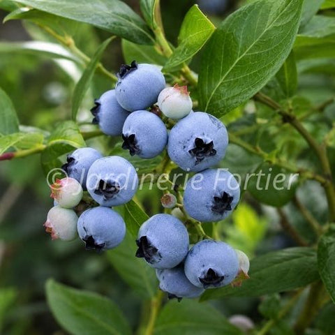 Bleuet "Northblue"