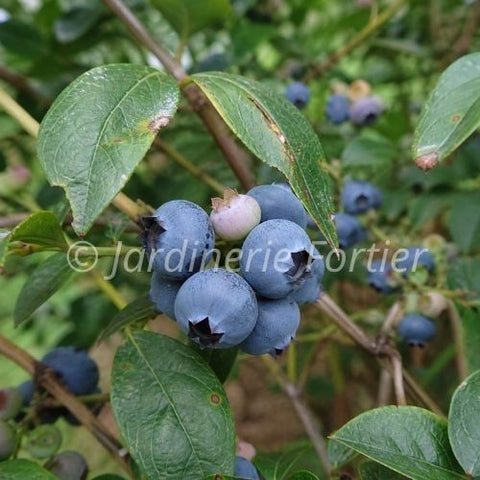Bleuets "Duke"