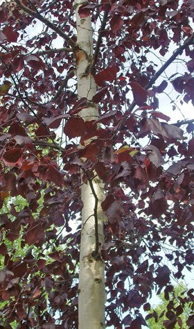 Bouleau "Crimson Frost"