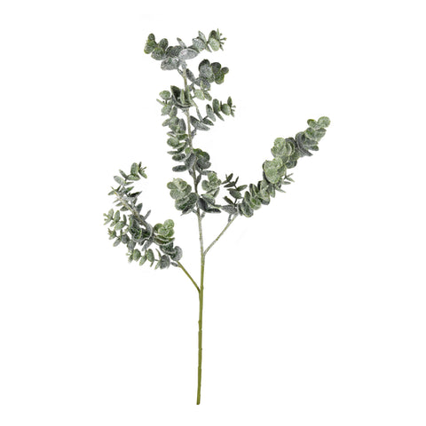 Branche d’eucalyptus givrée