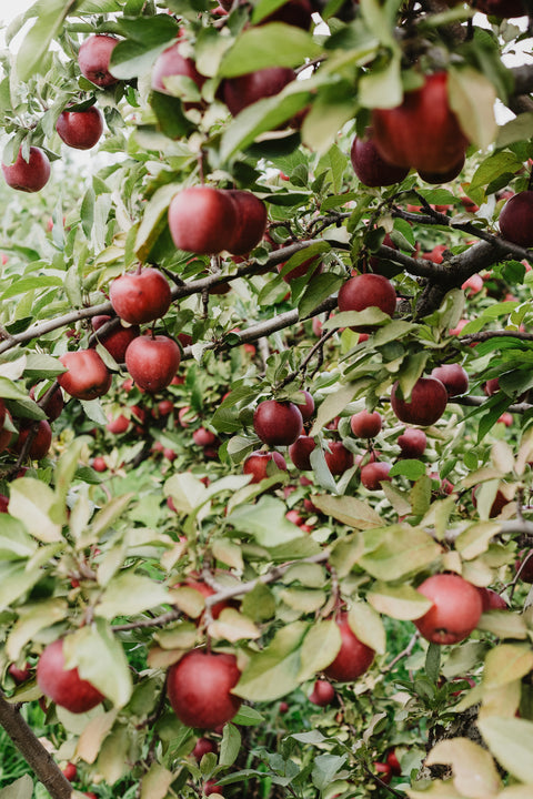 Fruitiers