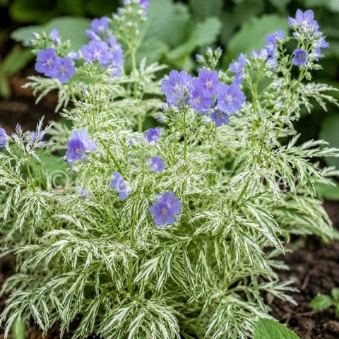 Polémoine caeruleum "Brise D'Anjou"