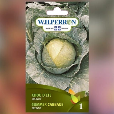 Semence de "Chou d'été Bronco" non traité