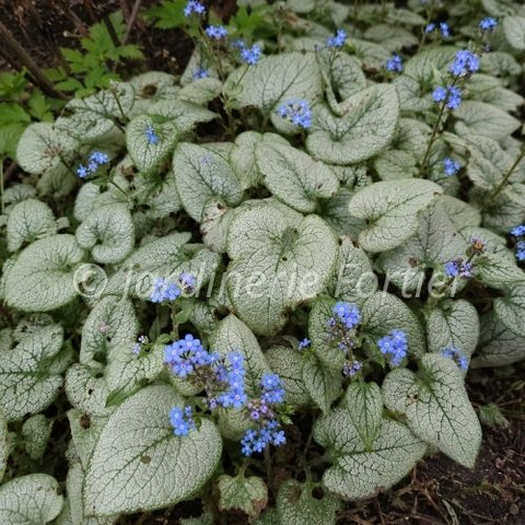 Brunnera "Alexandria"