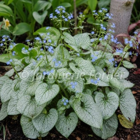 Brunnera macrophylla "Looking Glass"