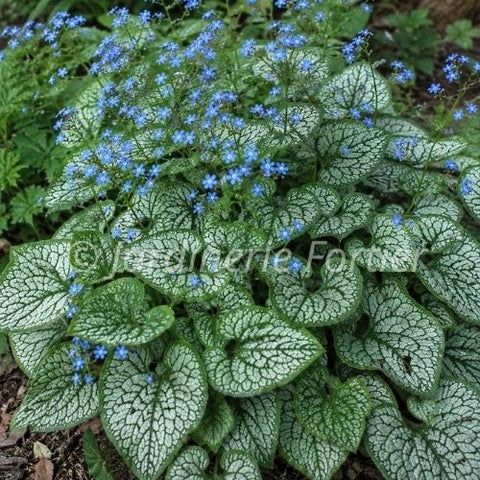 Brunnera "Jack of Diamonds"