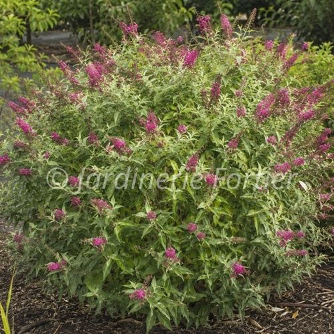 Buddleia "Miss Molly"