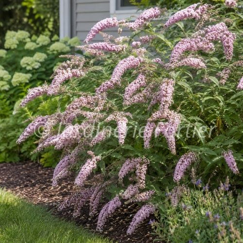 Buddleia "Pink Cascade"