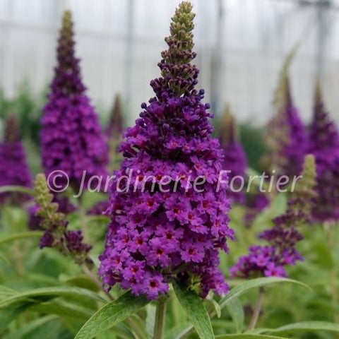 Buddleia "Birthday Cake"