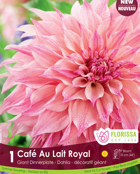 Bulbe de "Dahlia Café au lait royal"