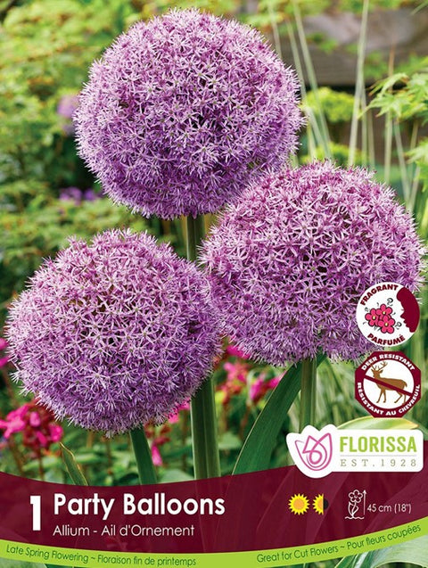 Bulbe Allium "Party Balloons"