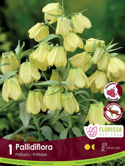 Bulbe de "Fritillaria Pallidiflora"