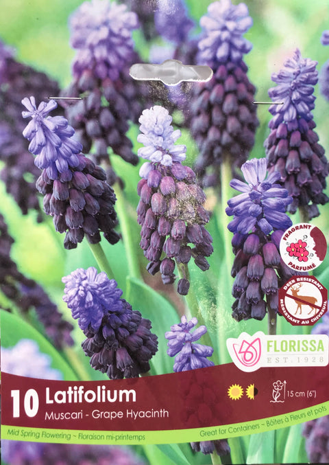 Bulbe de "Muscari Latifolium"