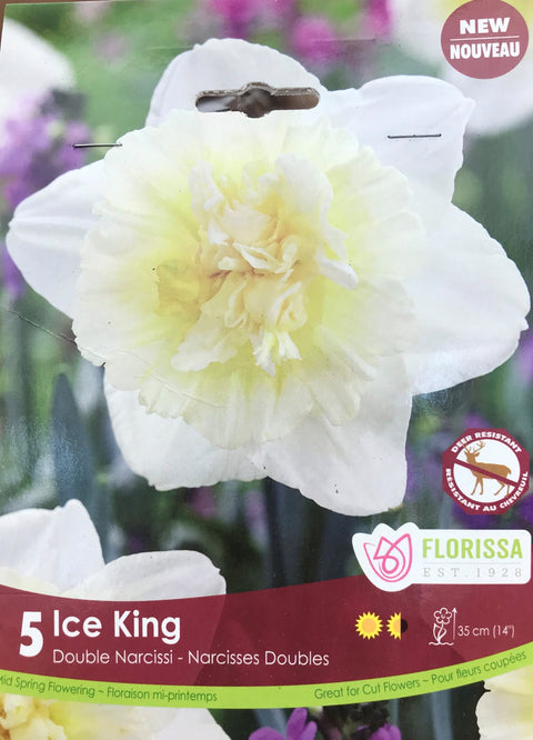 Bulbe de "Tulipe Ice King"