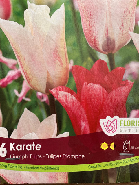 Bulbe de "Tulipe Karate"