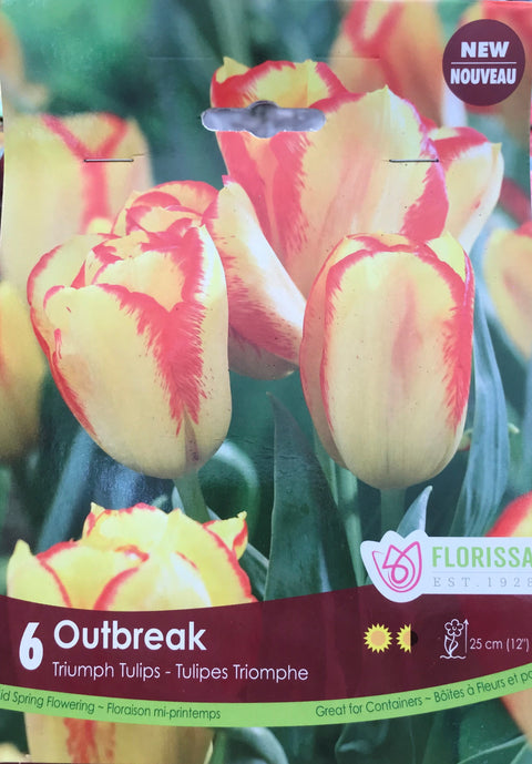 Bulbe de "Outbreak"