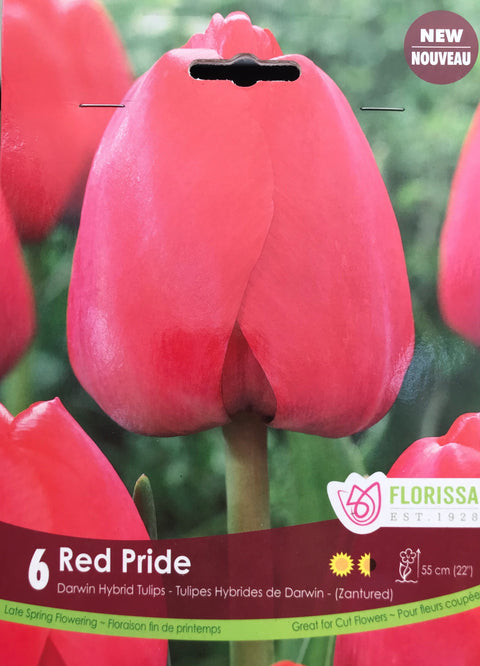 Bulbe de "Tulipe Red Pride"