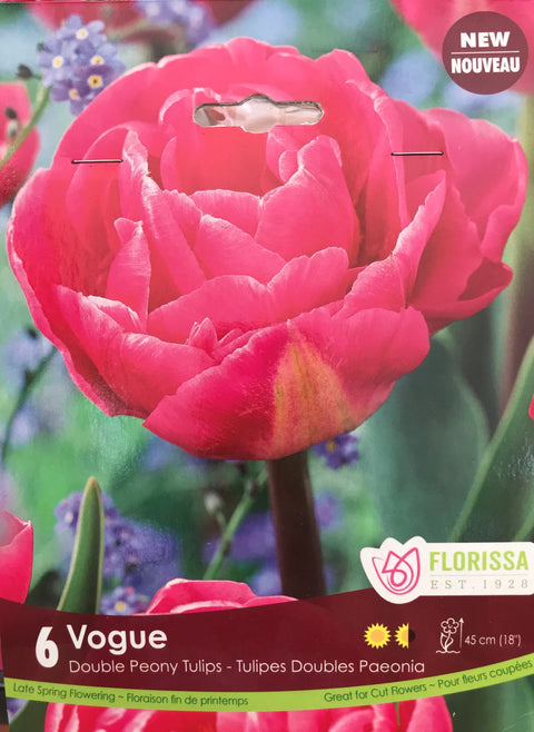 Bulbe de "Tulipe "Vogue"