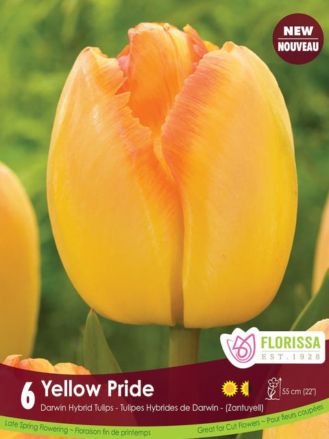 Bulbe de "Tulipe Yellow Pride"