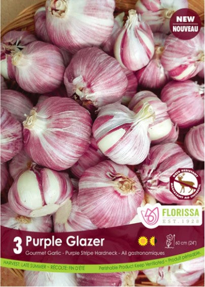 Bulbe "Ail purple Glazer"