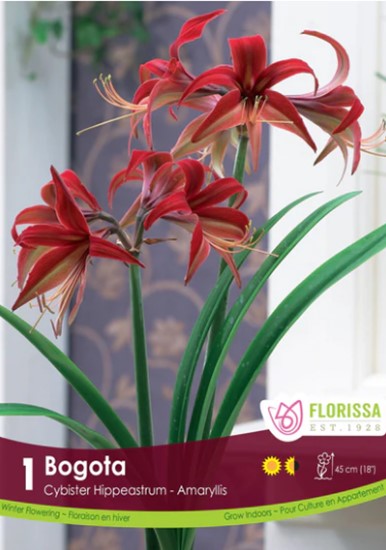 Bulbe "Amaryllis Bogota"