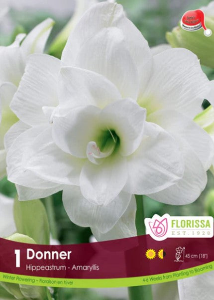 Bulbe "Amaryllis Donner"