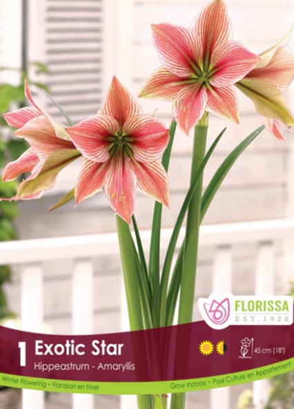 Bulbe "Amaryllis Exotic Star"