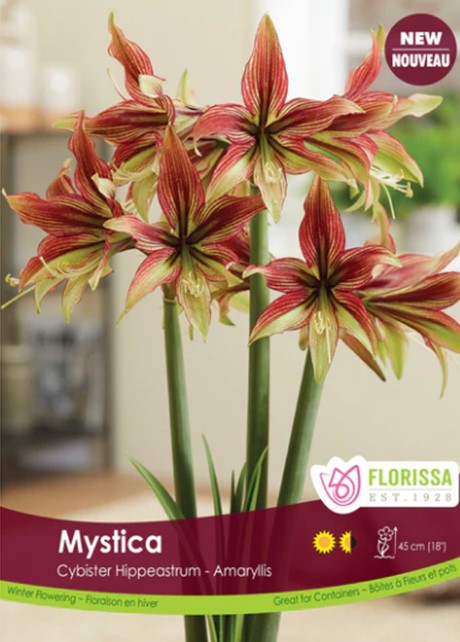 Bulbe "Amaryllis Mystica"