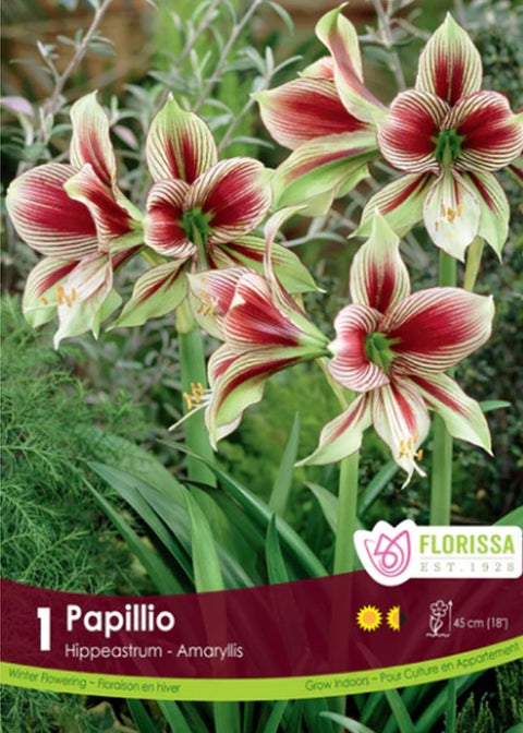 Bulbe "Amaryllis Papilio"