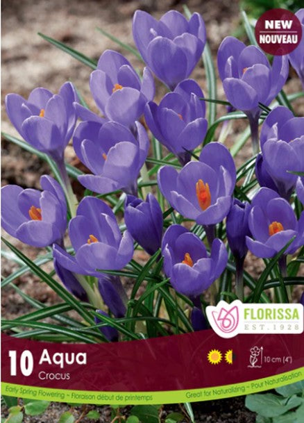 Bulbe de "Crocus Aqua"