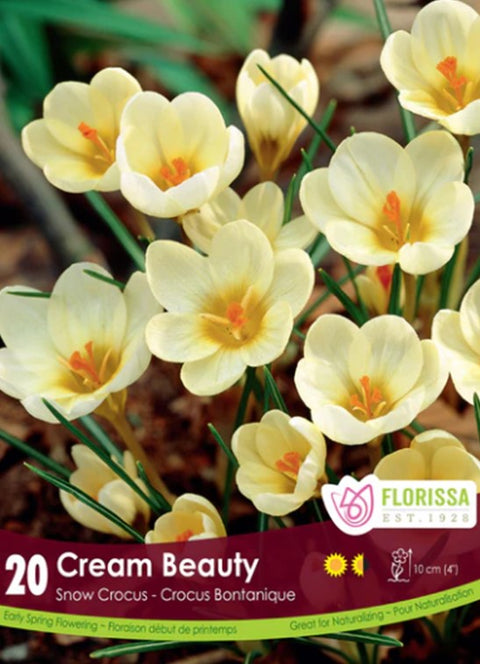 Bulbe de "Crocus Cream Beauty"