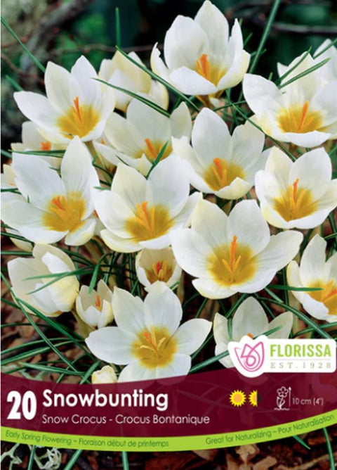Bulbe de "Crocus Snowbunting"